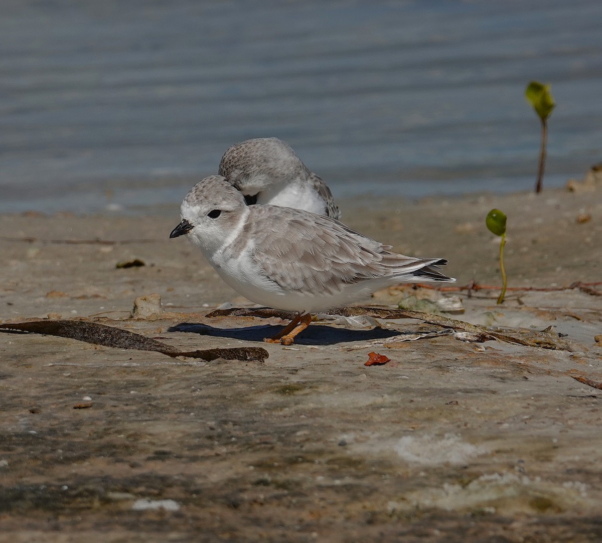 Piping Plover - ML643854833