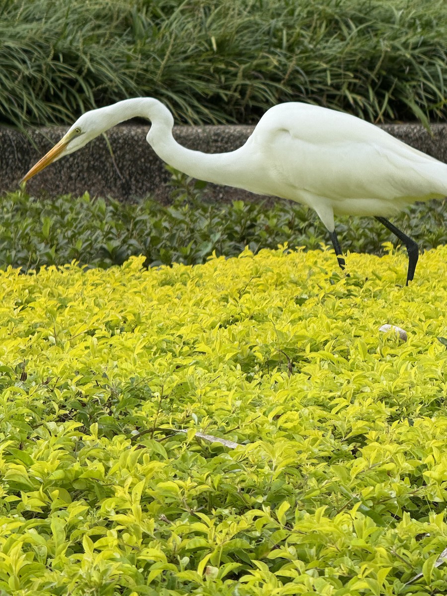 Great Egret - ML643854846