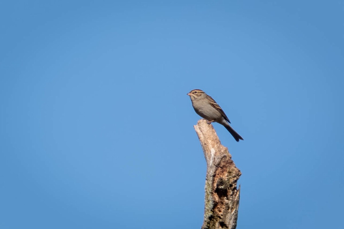 Chipping Sparrow - ML643854850