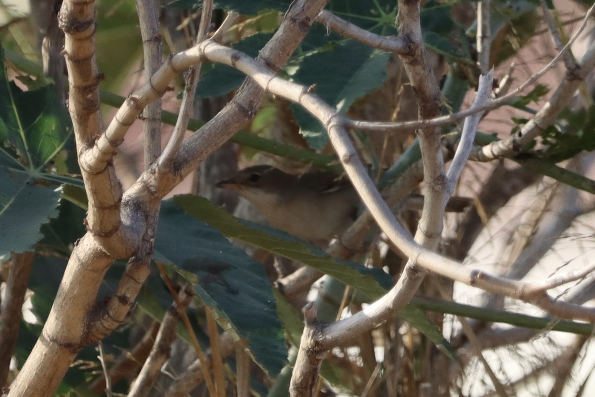 סבכי קוצים - ML643854873