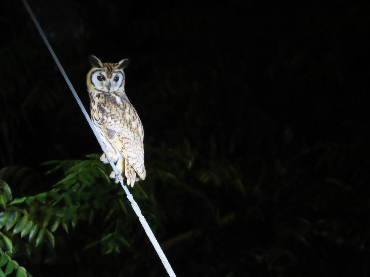 Striped Owl - ML643854874