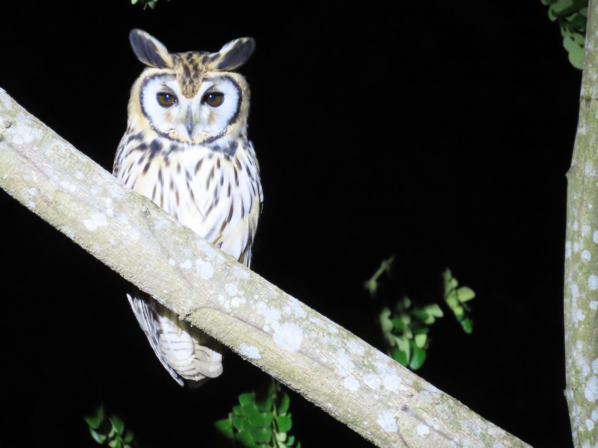 Striped Owl - ML643854875