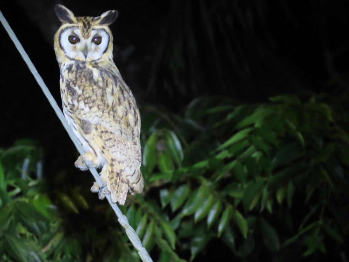 Striped Owl - ML643854876