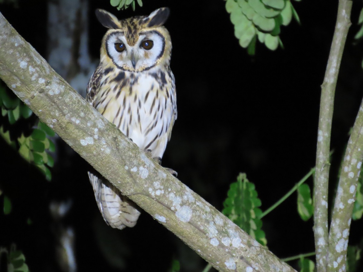 Striped Owl - ML643854877