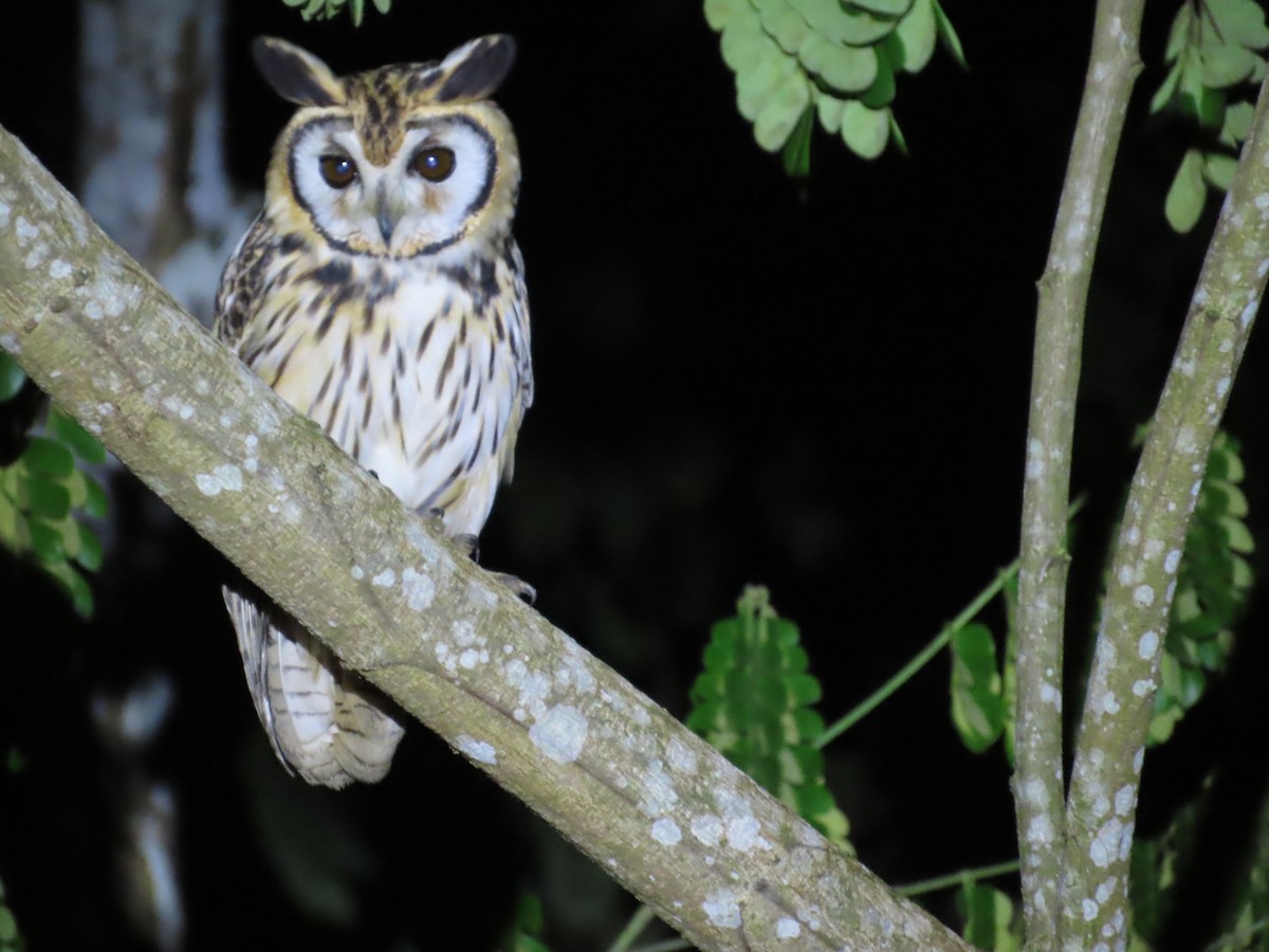 Striped Owl - ML643854878