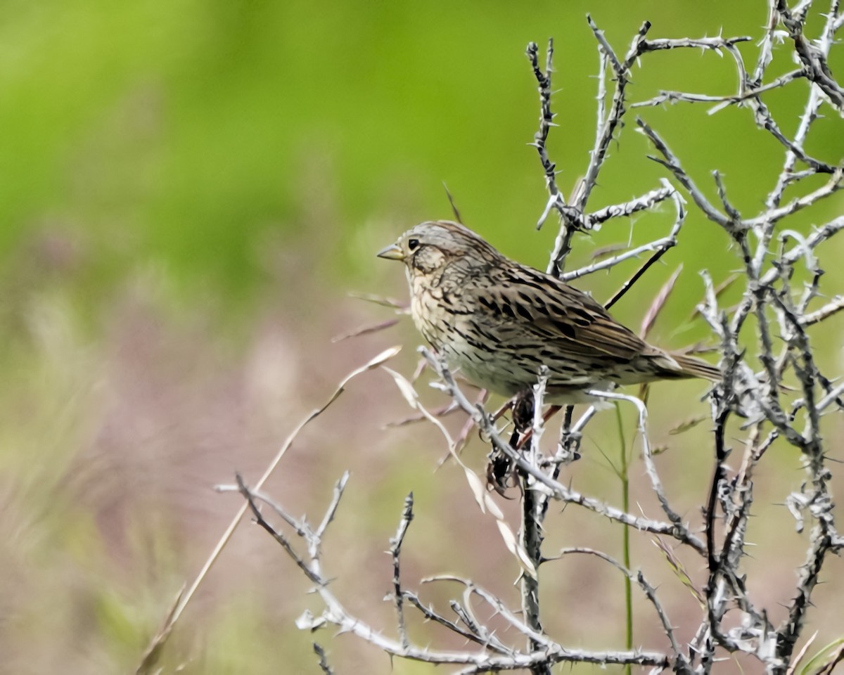 Lincoln's Sparrow - ML643854885