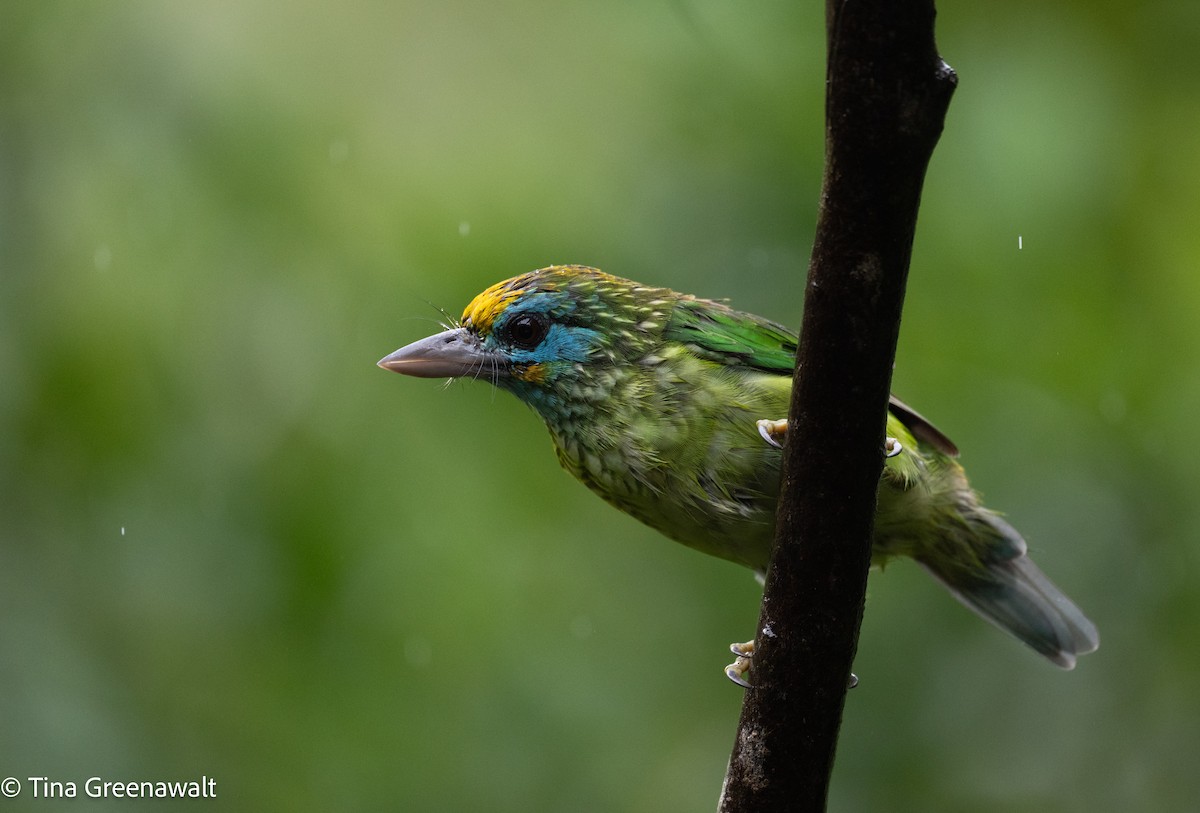 Yellow-fronted Barbet - ML643854891