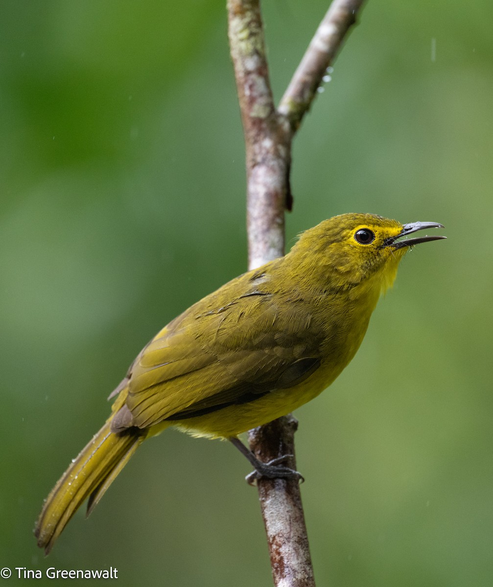 Yellow-browed Bulbul - ML643854903