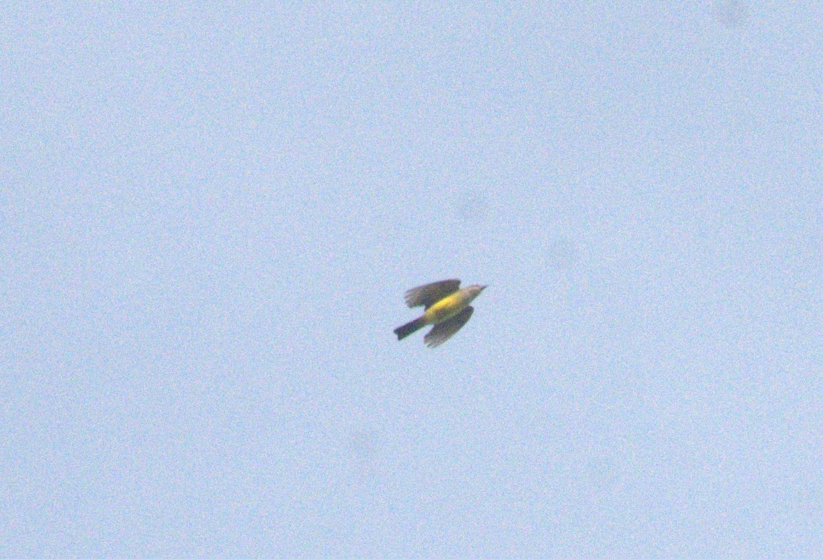 Western Kingbird - ML643854918