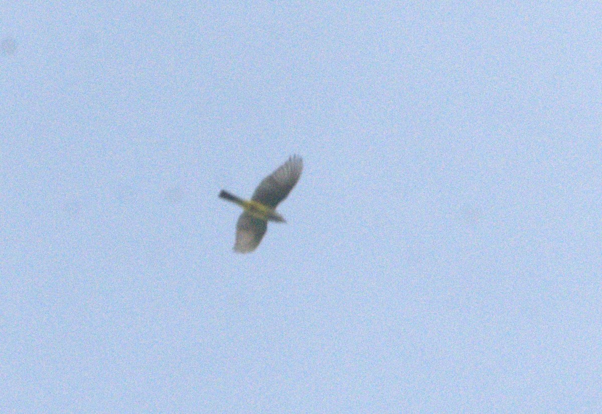 Western Kingbird - ML643854919