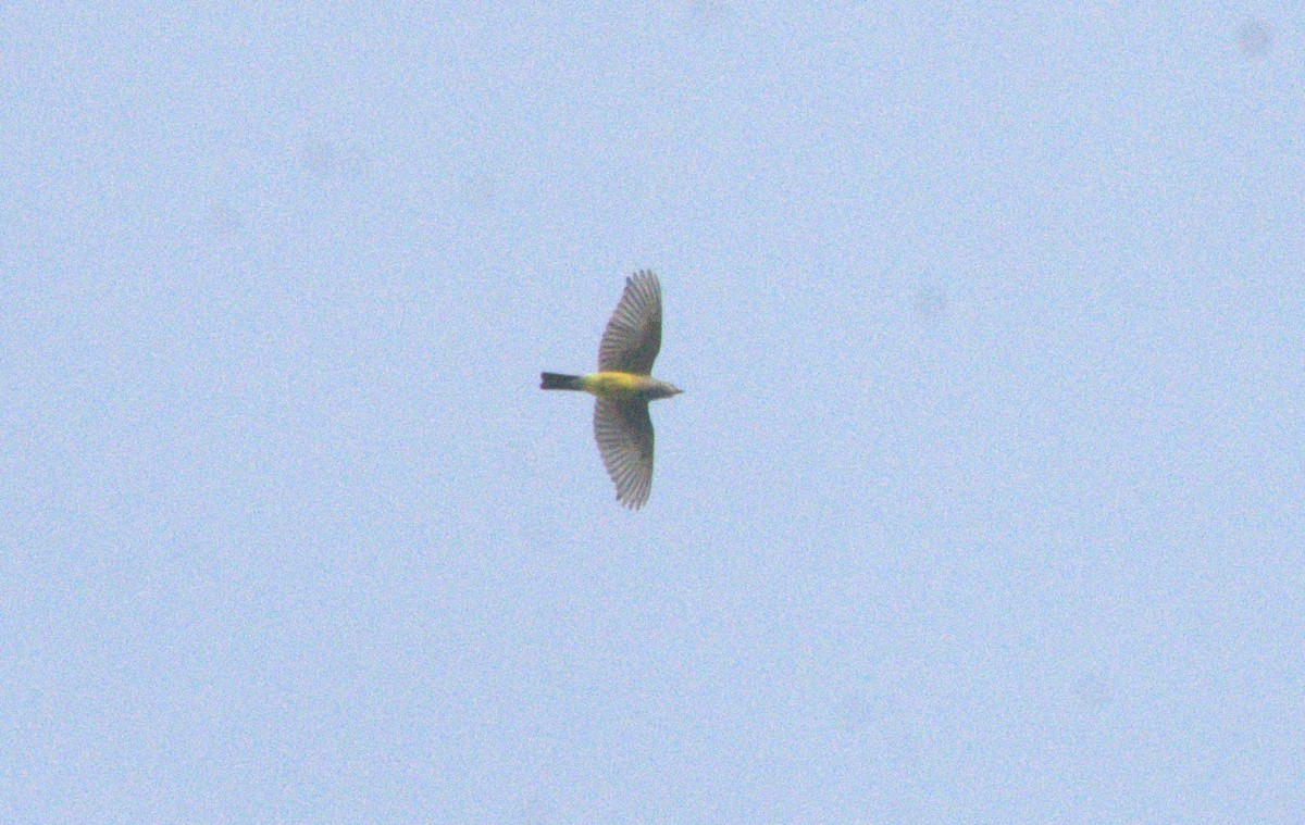 Western Kingbird - ML643854920