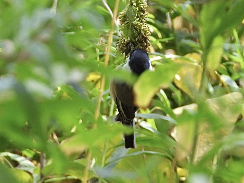 Black-capped Chickadee - ML643854924