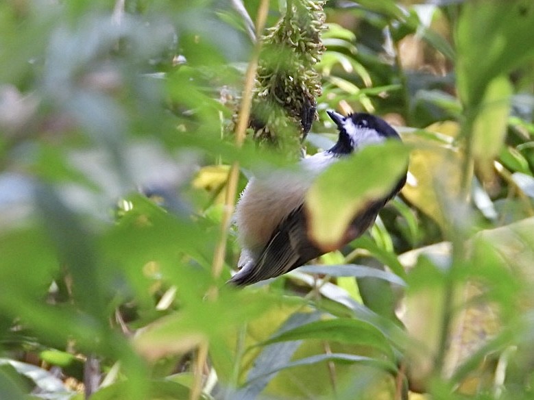 Black-capped Chickadee - ML643854925