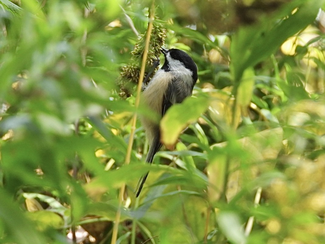 Black-capped Chickadee - ML643854926
