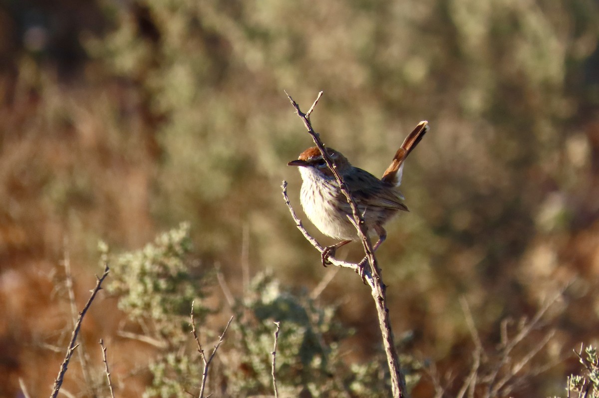 Rufous Fieldwren - ML643854936