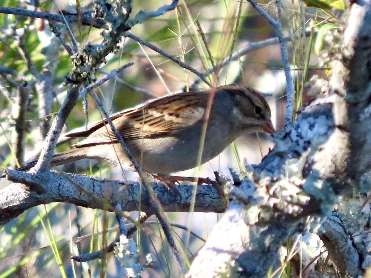 Chipping Sparrow - ML643854938