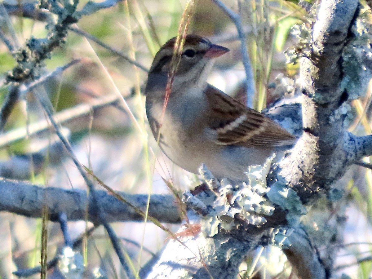 Chipping Sparrow - ML643854939