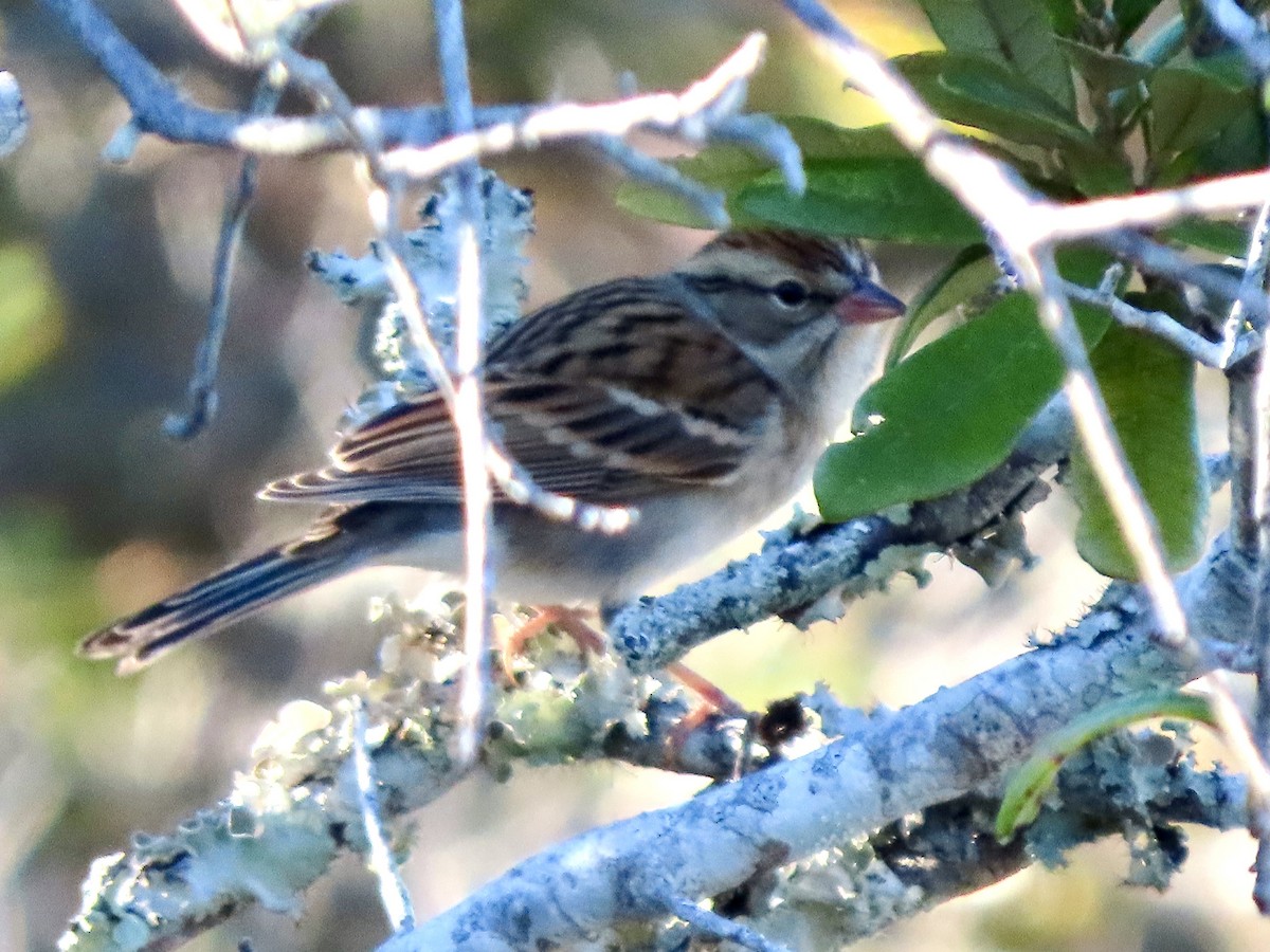 Chipping Sparrow - ML643854940