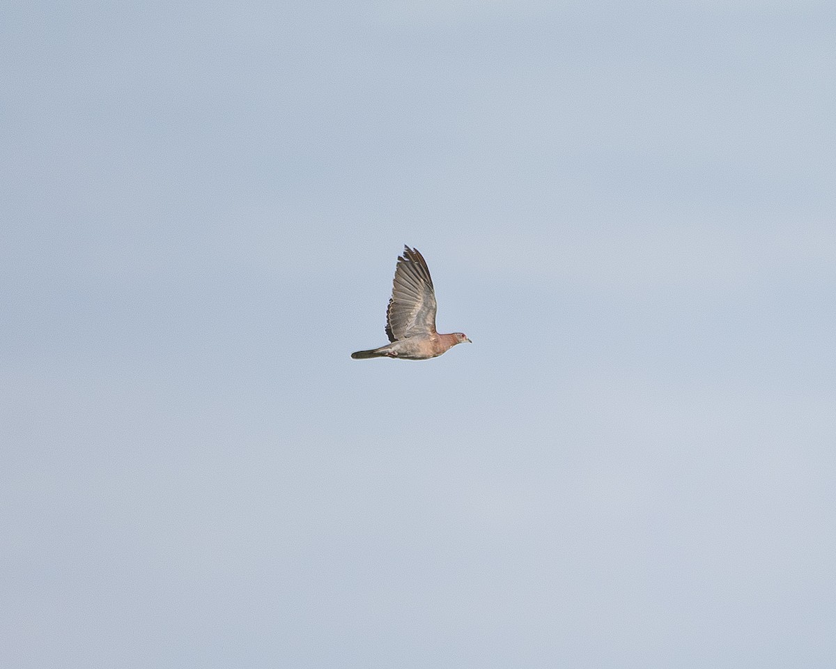 Pale-vented Pigeon - ML643854961