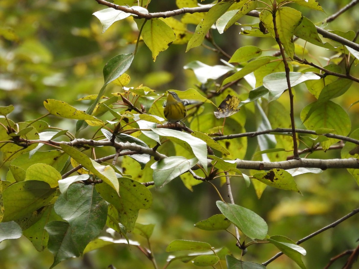 Magnolia Warbler - ML643854978