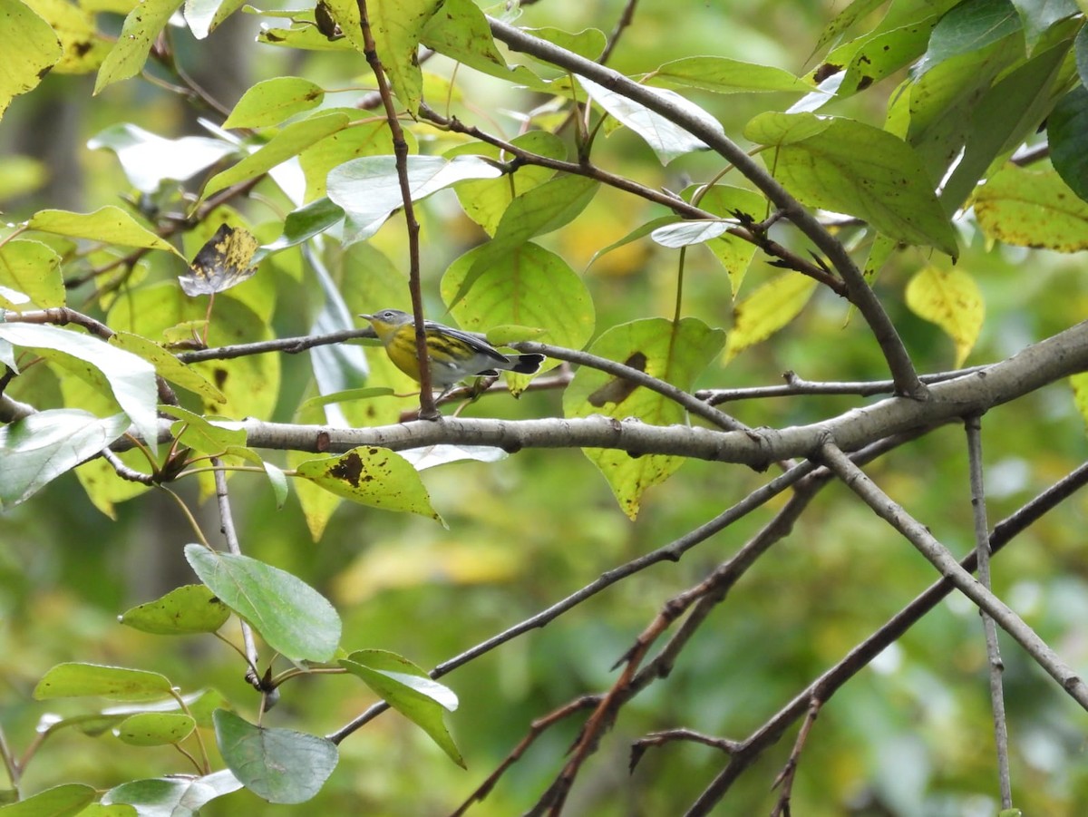 Magnolia Warbler - ML643854979