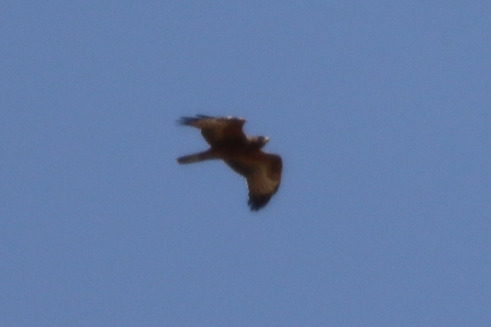 Балч гоорбис - ML643854987