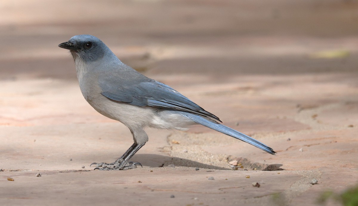Mexican Jay - ML643855013