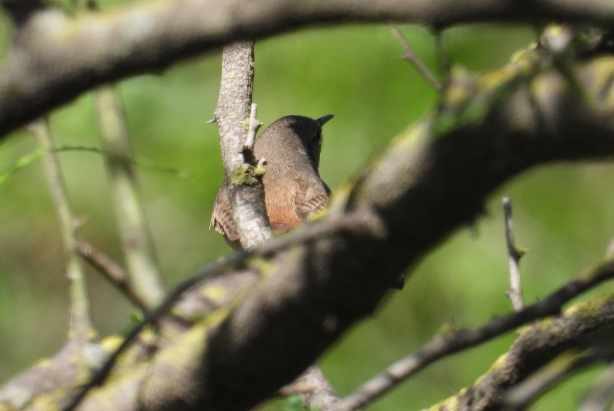 Southern House Wren - ML643855020