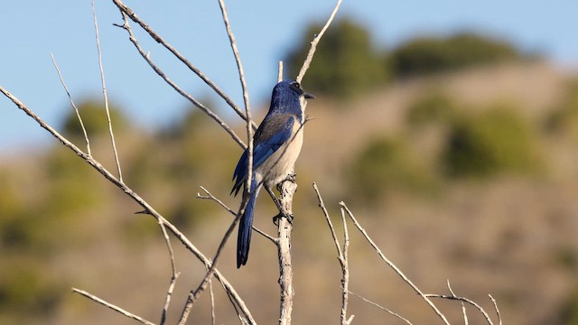 サンタクルスカケス - ML643855030