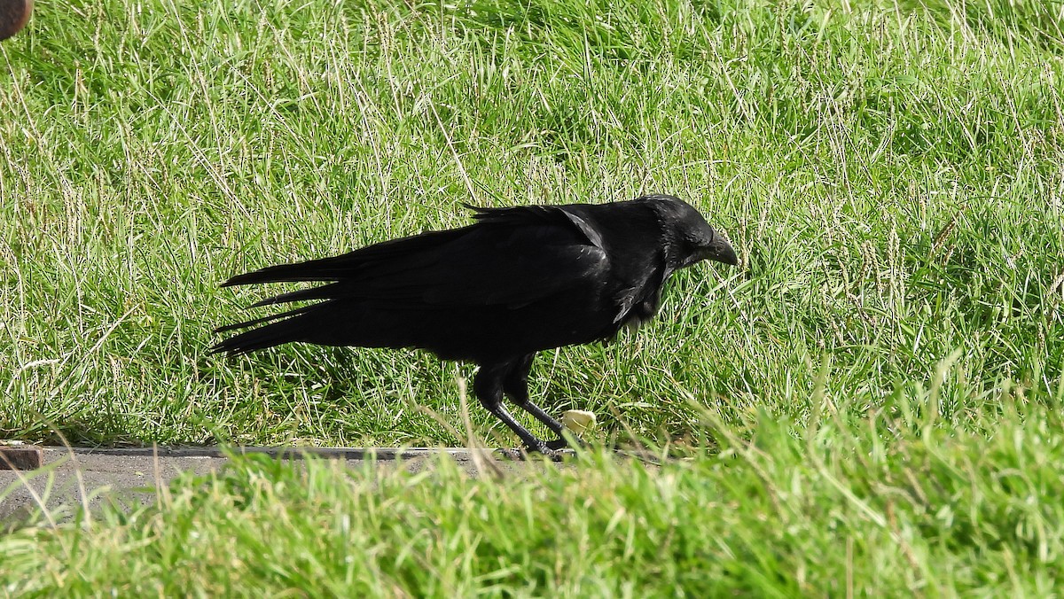 Common Raven - ML643855035