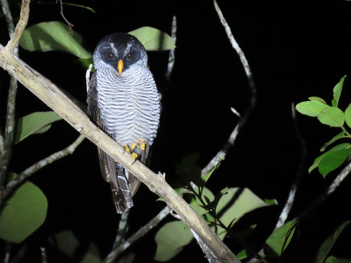 Black-and-white Owl - ML643855039