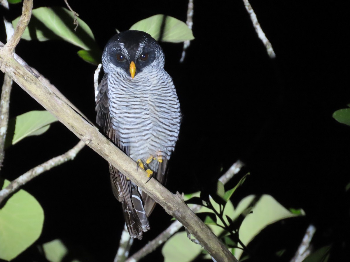 Black-and-white Owl - ML643855040