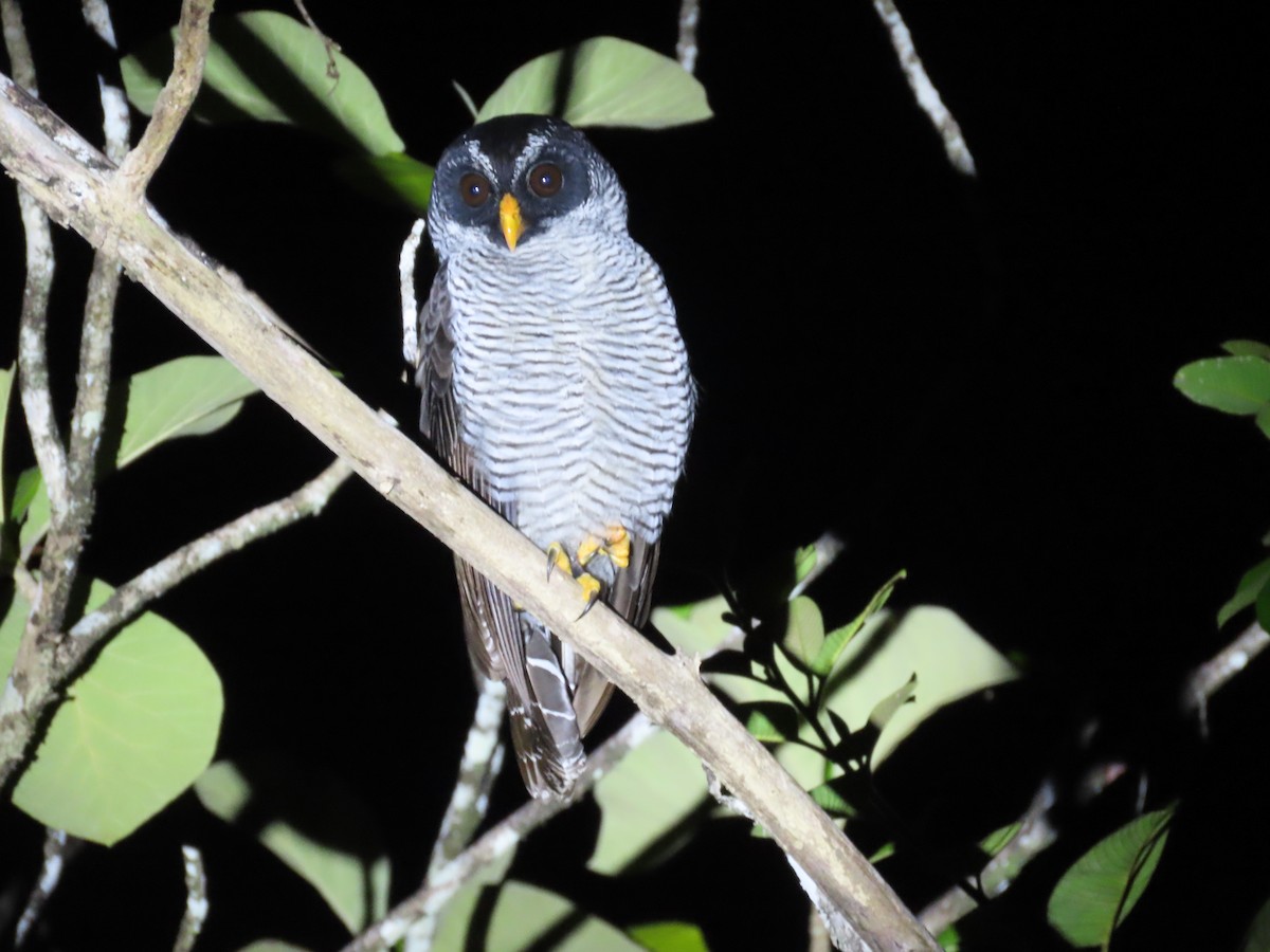 Black-and-white Owl - ML643855041