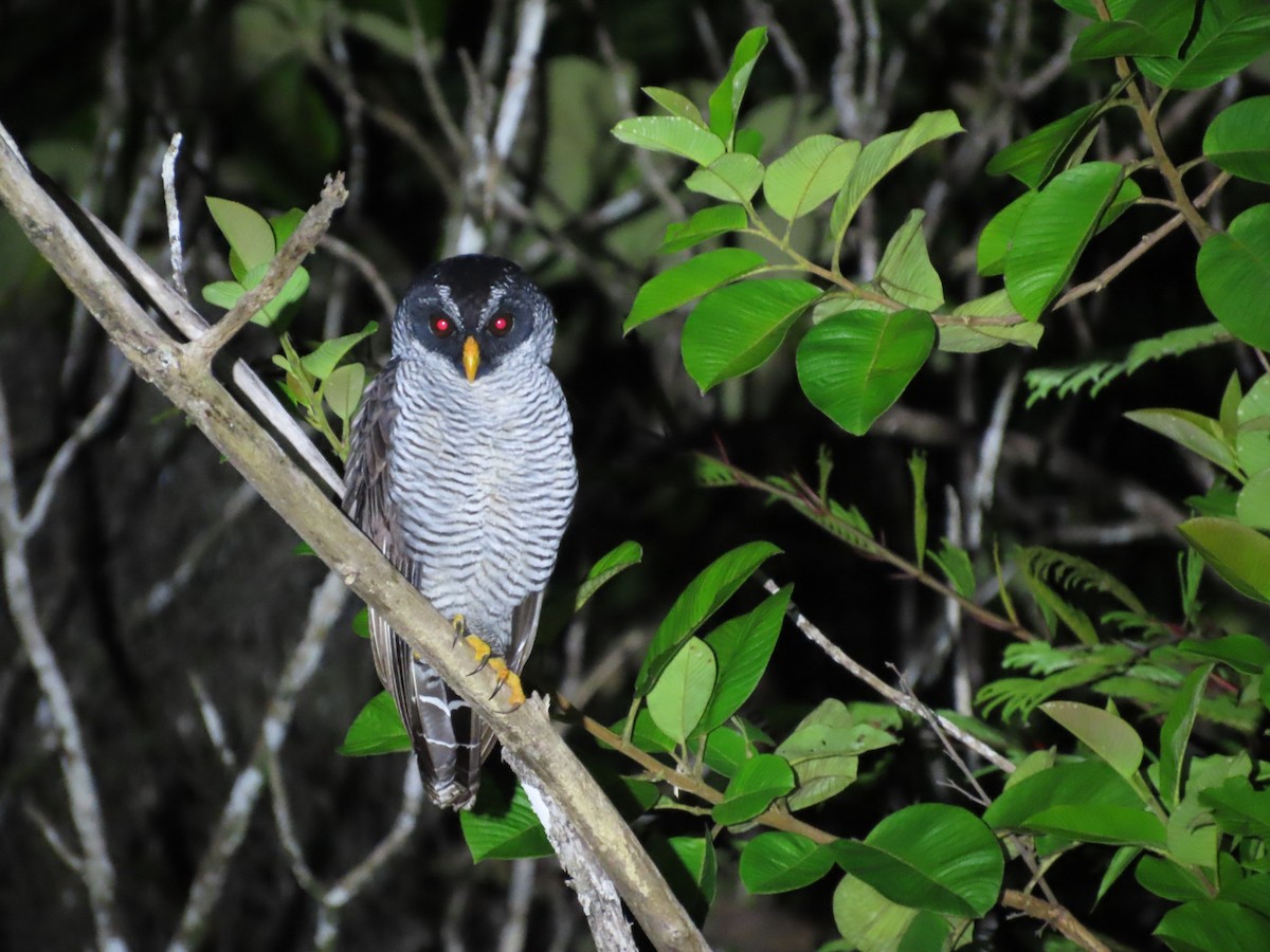 Black-and-white Owl - ML643855042