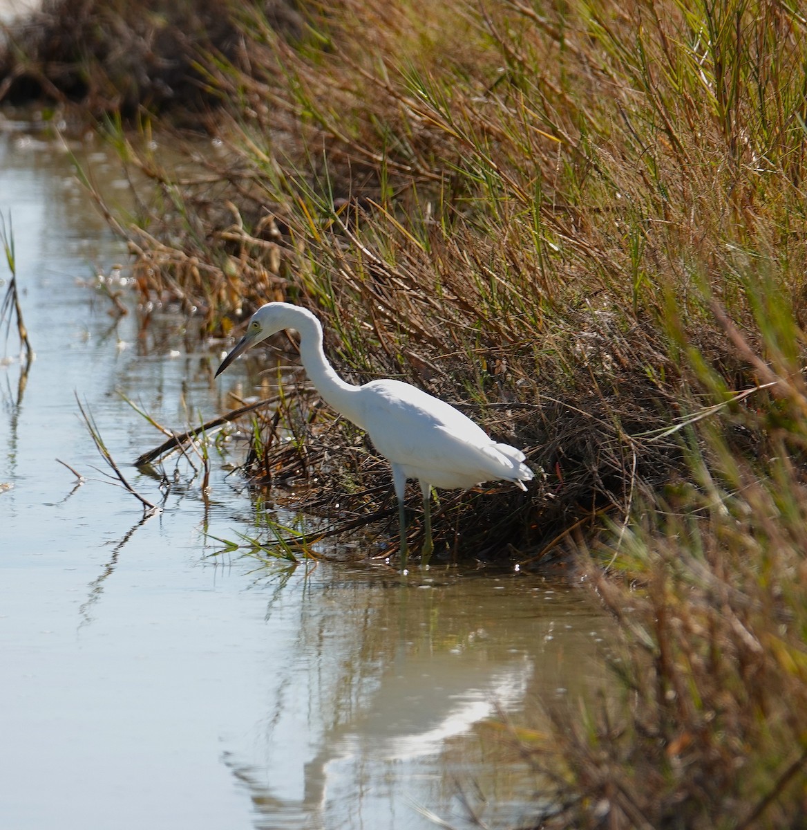 Little Blue Heron - ML643855043