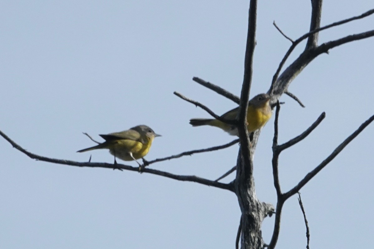 Nashville Warbler - ML643855061
