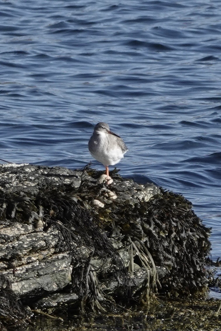 Common Redshank - ML643855064