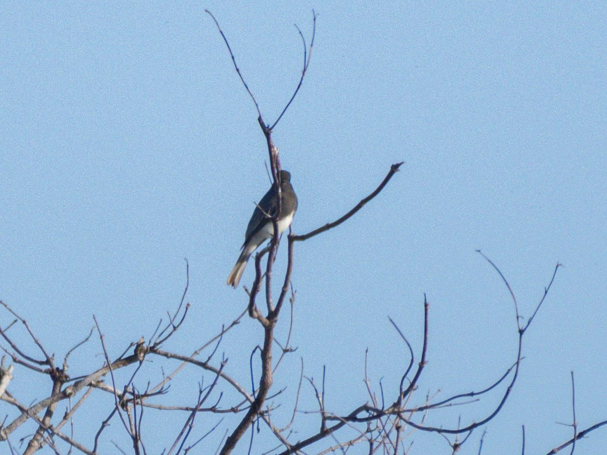 Black Phoebe - ML643855067