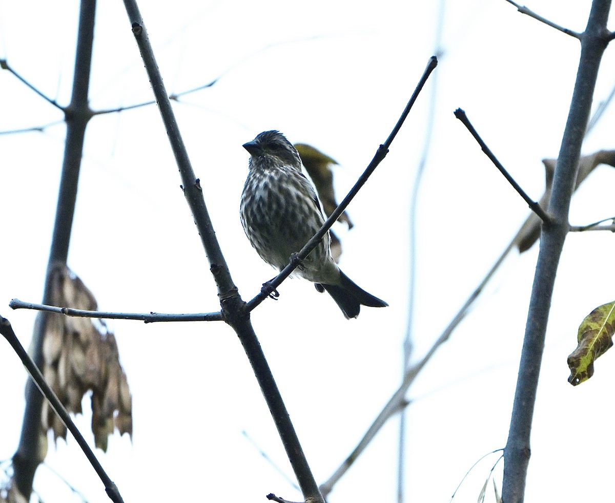 Purple Finch - ML643855070