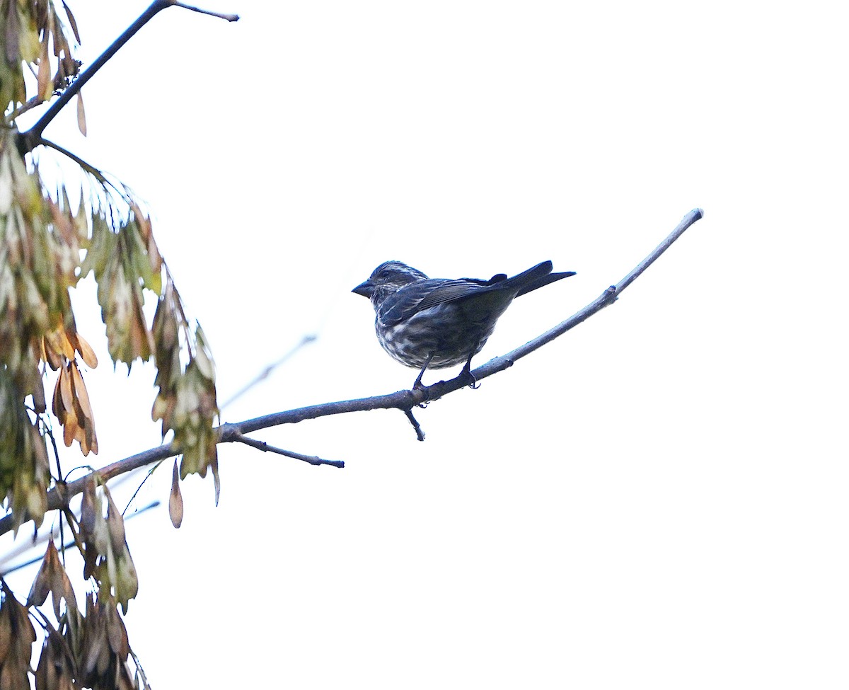 Purple Finch - ML643855071