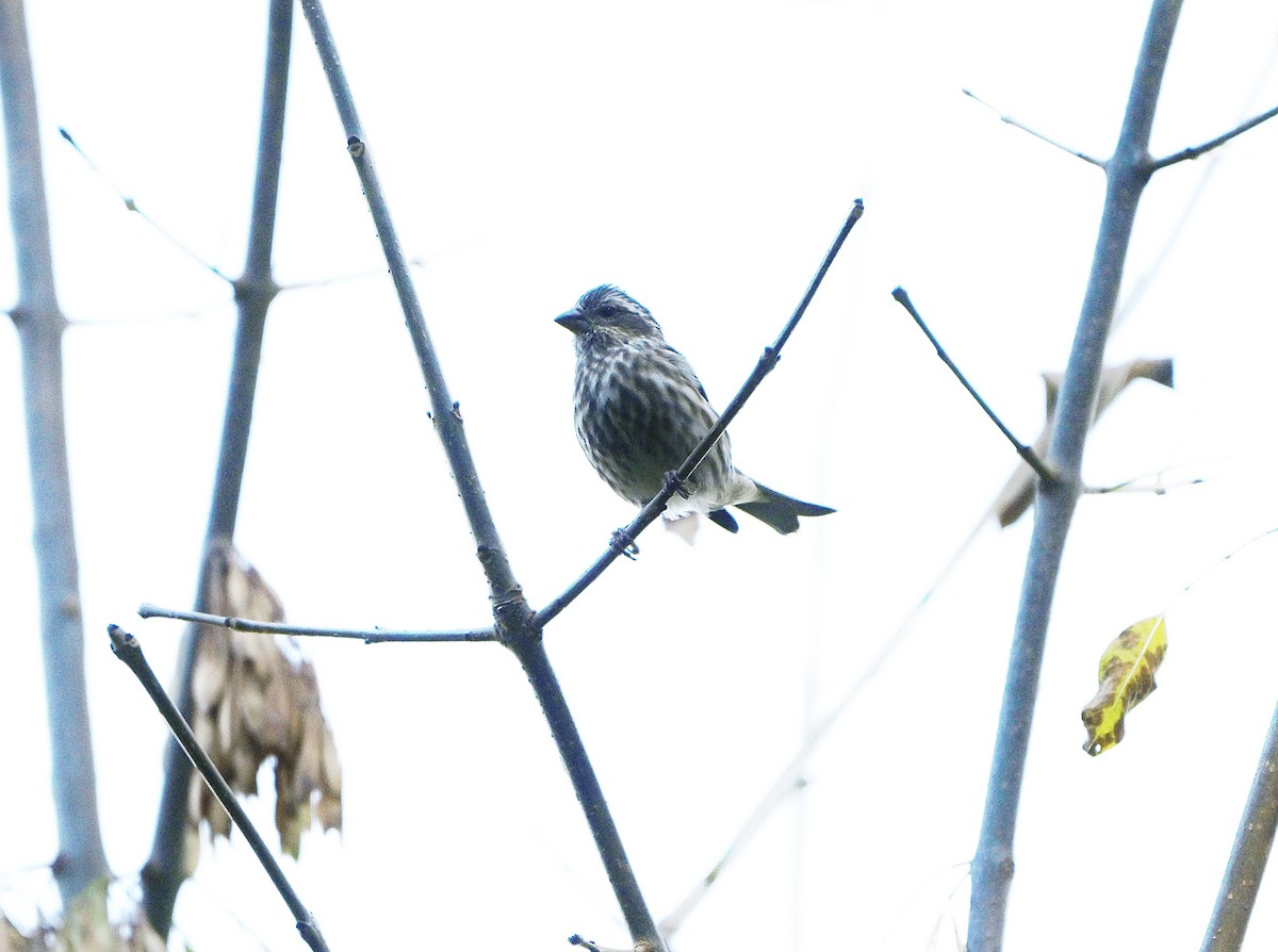 Purple Finch - ML643855072