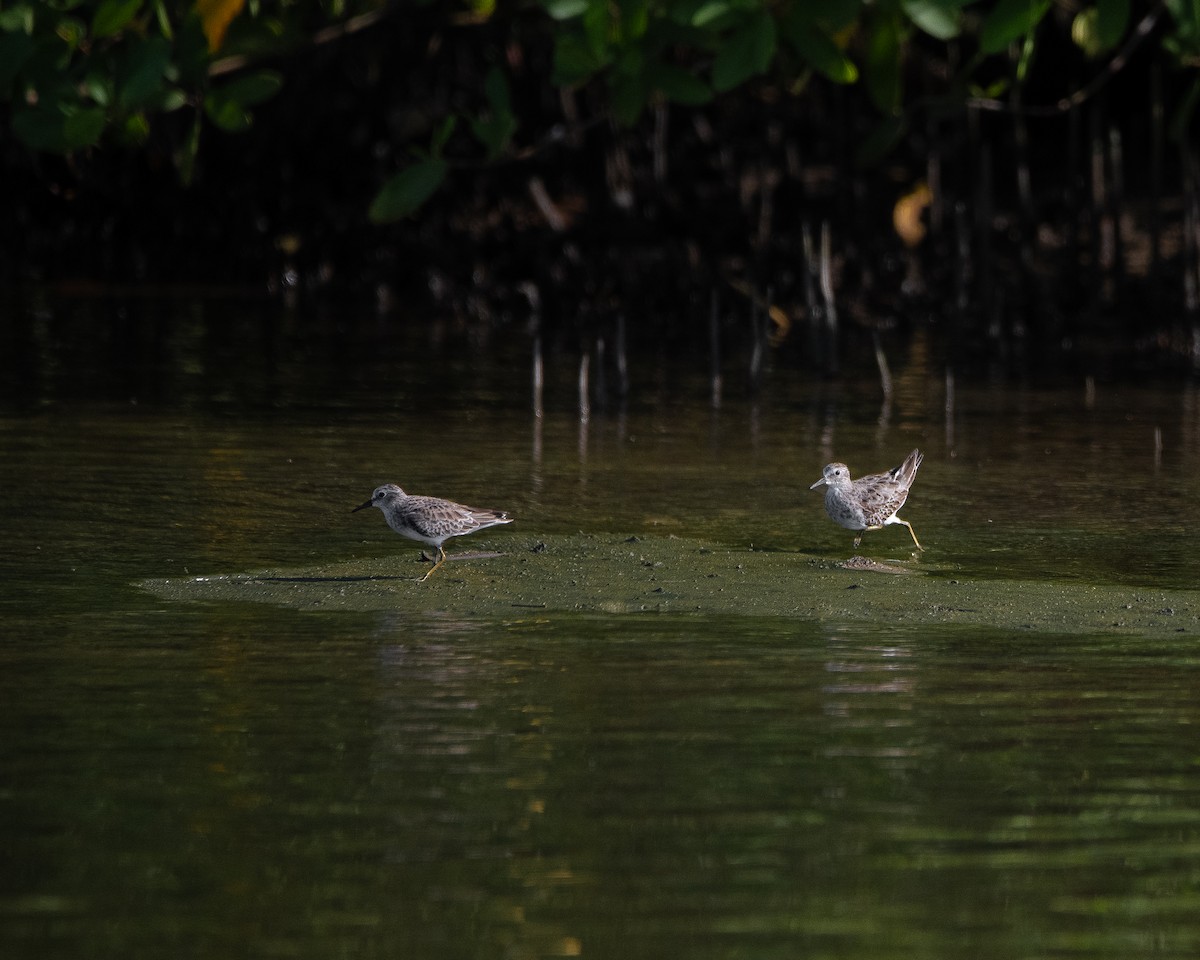 Least Sandpiper - ML643855085