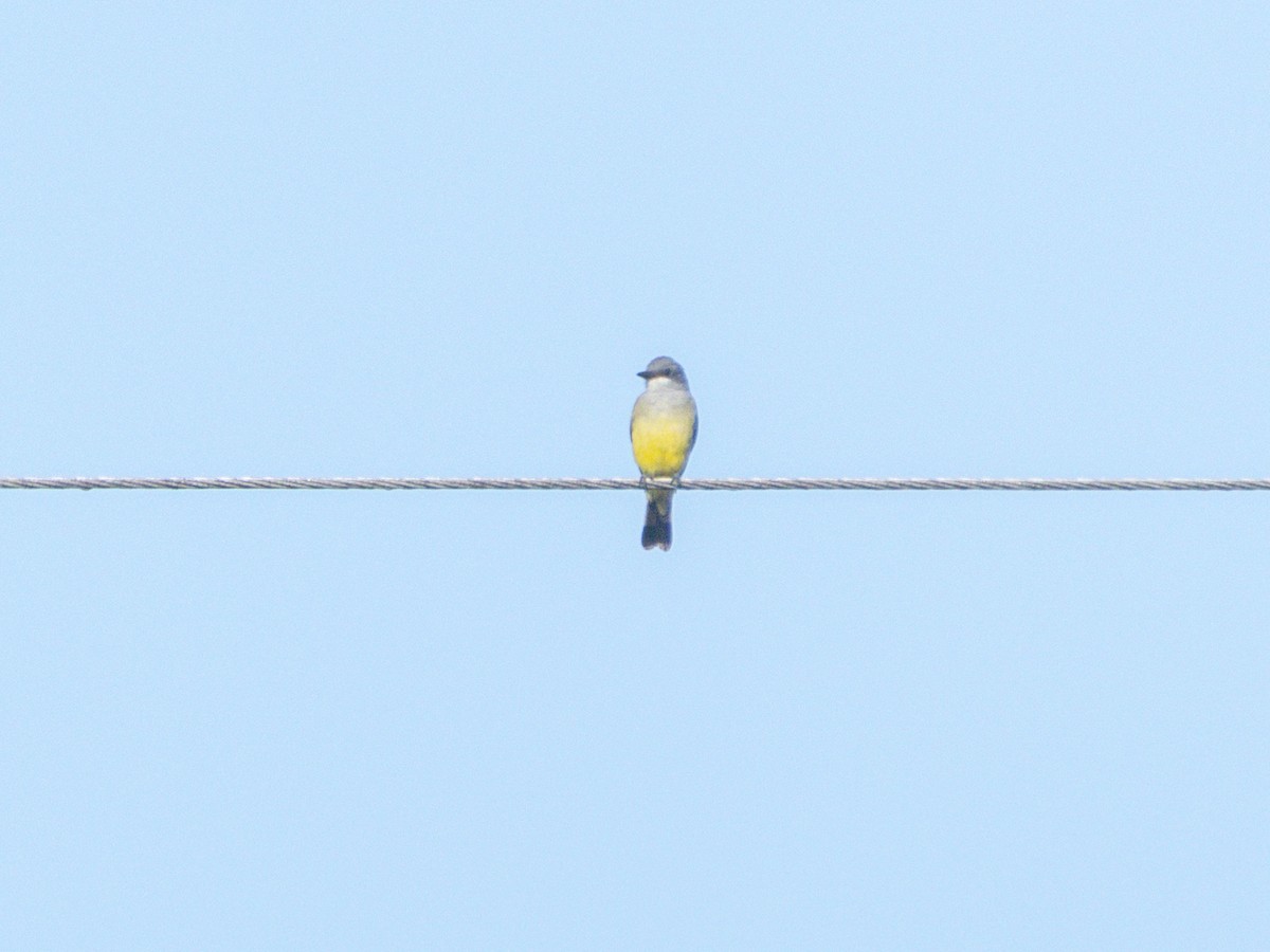 Cassin's Kingbird - ML643855095