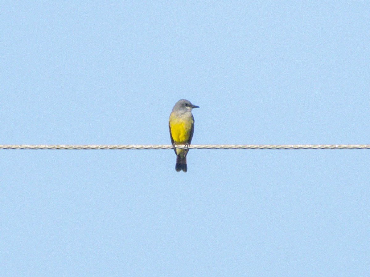 Cassin's Kingbird - ML643855096