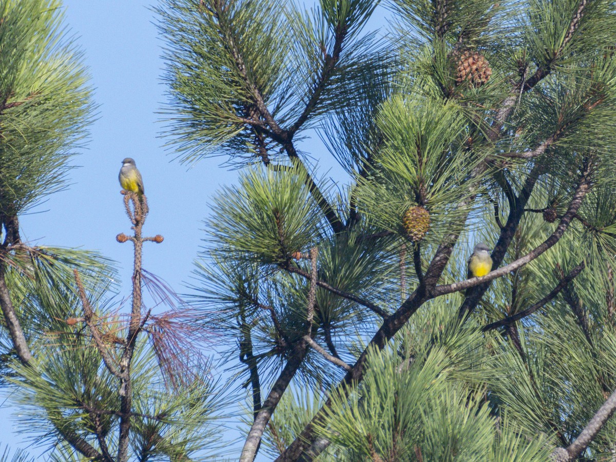 Cassin's Kingbird - ML643855097