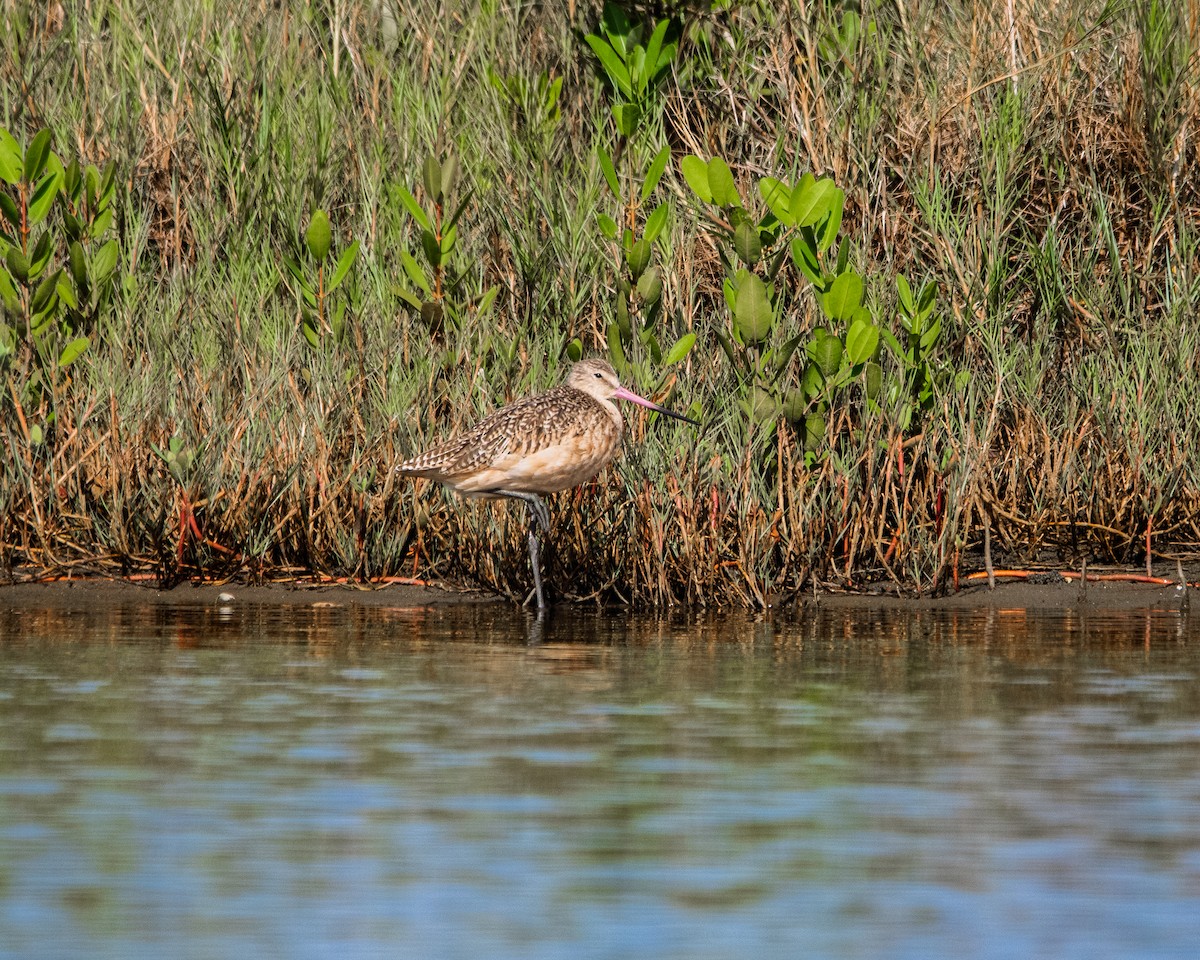 Marbled Godwit - ML643855126