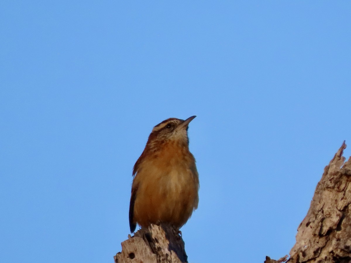 Carolina Wren - ML643855130