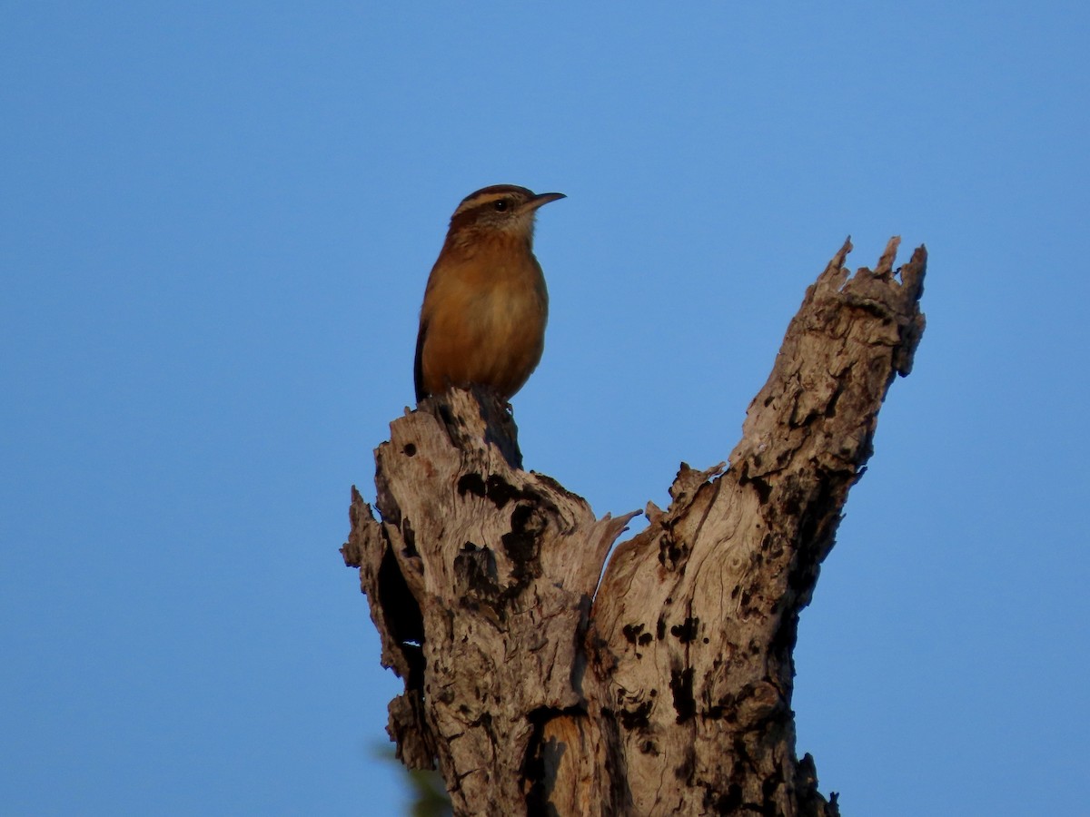 Carolina Wren - ML643855131