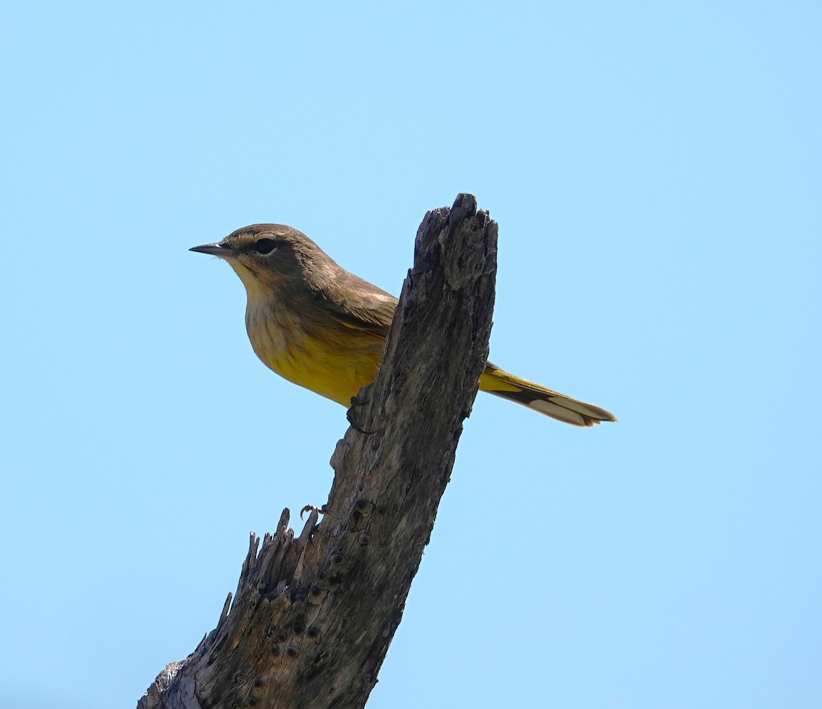 Palm Warbler - ML643855137