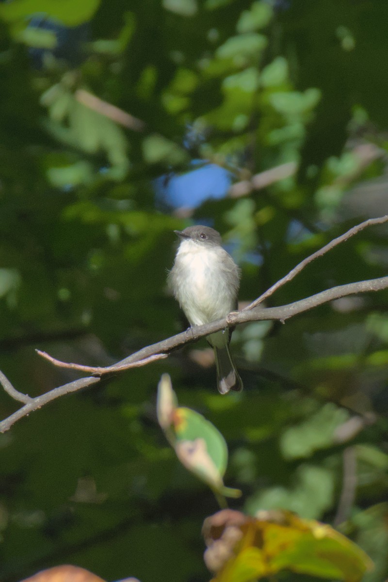 Moucherolle phébi - ML643855156